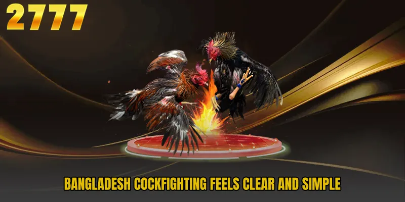 Bangladesh Cockfighting feels clear and simple